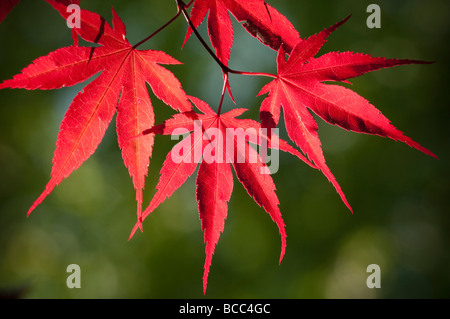 Japanese Red Leafed Maple Stock Photo