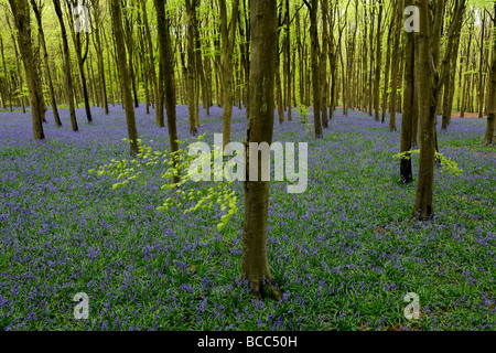 A carpet of Bluebells beneath a woodland of Beech trees in Wiltshire Stock Photo