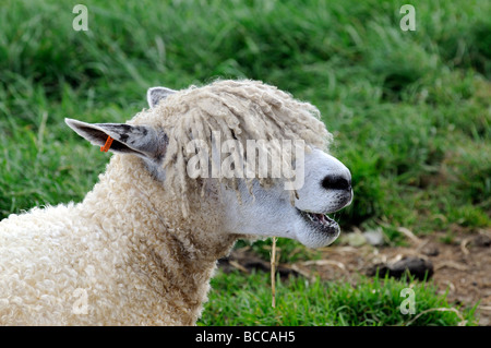 Portrait of a Cotswold Sheep also known as a Cotswold Lion Stock Photo