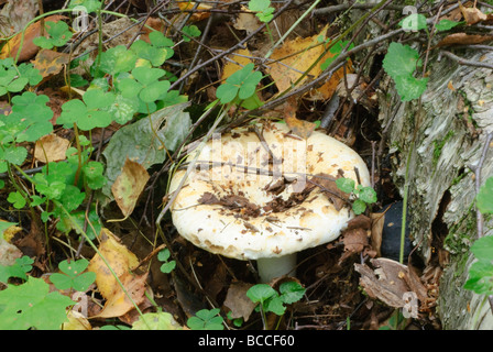 The Milk-white Brittlegill Russula delica Stock Photo