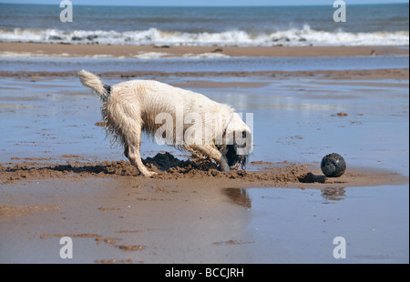 A dog digging in the sand with his ball near by. Stock Photo