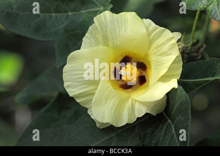 Sea Island Cotton, Pima Cotton (Gossypium barbadense), flower Stock Photo