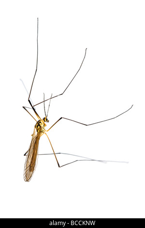 Crane Fly or Daddy Long Legs Insect, on a White Background