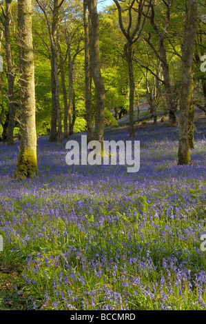 Bluebells in Carstramon Wood, Dumfries & Galloway, Scotland Stock Photo