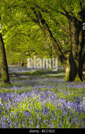 Bluebells in Carstramon Wood, Dumfries & Galloway, Scotland Stock Photo