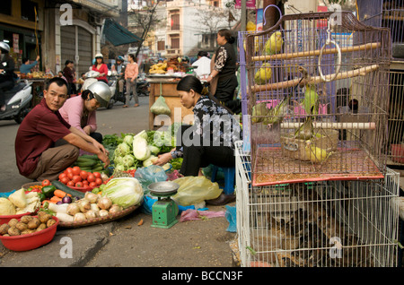 Budgerigars for sale in Hanoi's Old Quarter Vietnam Stock Photo