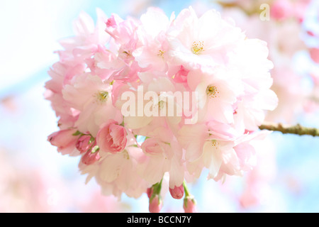 beautiful japanese cherry sakura fine art photography Jane Ann Butler Photography JABP465 Stock Photo