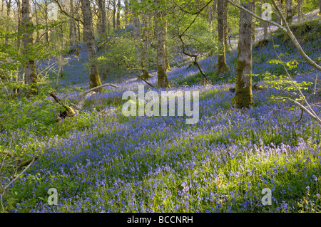 Bluebells in Carstramon Wood, Dumfries & Galloway, Scotland Stock Photo