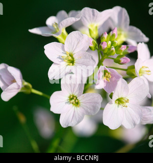 a taste of spring wood anemones fine art photography Jane Ann Butler Photography JABP460 Stock Photo
