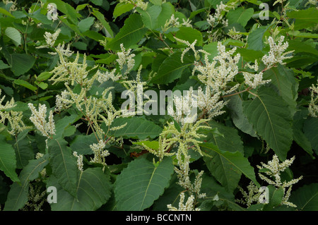 Japanese Knotweed (Fallopia japonica), flowering twigs Stock Photo