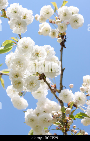 beautiful double gean blossom with its characteristic white drooping clusters Stock Photo