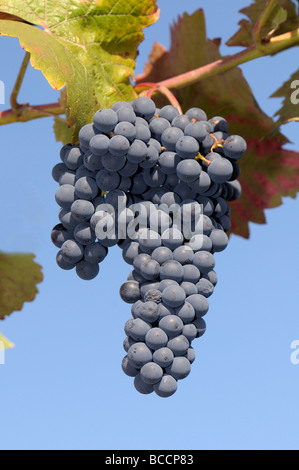 Grape Vine (Vitis vinifera), variety: Muscat bleu. Ripe grape Stock Photo