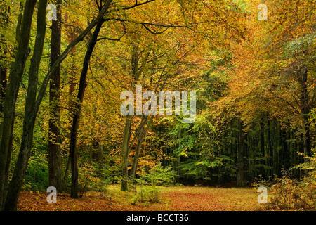 Beech trees in autumn colour in Rishbeth wood part of Thetford Forest, Norfolk, England Stock Photo