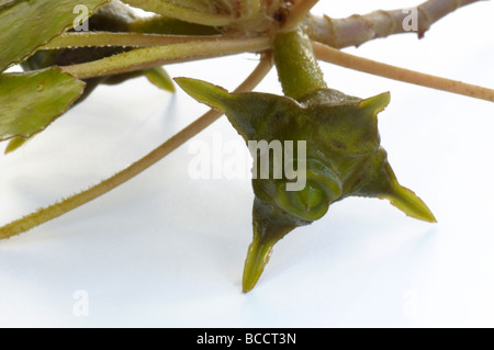 Water Chestnut, Water Caltrop (Trapa bicornis). Swimming part of the plant with fruit Stock Photo