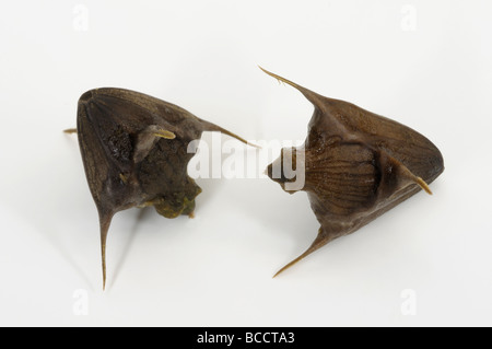 Water Chestnut, Water Caltrop (Trapa bicornis). Fruit, studio picture Stock Photo