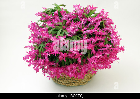 False Christmas Cactus (Schlumbergera truncata) flowering potted plant ,studio picture Stock Photo