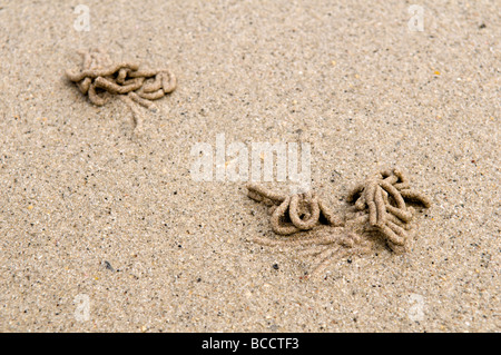 Close up of three lugworm sand casts taken in Spring time on sandy beach at Balnakeil Bay Scotland Stock Photo