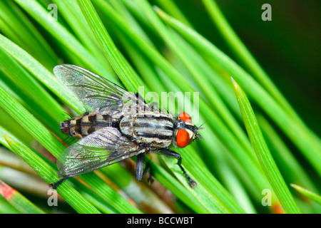 Flesh Fly (Sarcophaga carnaria) on pine needles Stock Photo