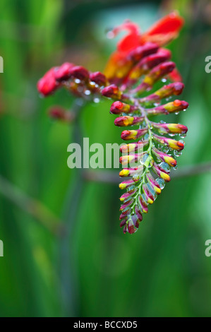 Crocosmia lucifer flower buds covered in water drops Stock Photo