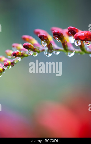 Crocosmia lucifer flower buds covered in water drops Stock Photo