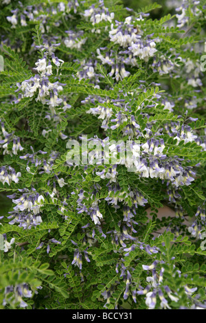 David's Mountain Laurel, Sophora davidii Fabaceae. Syn. Sophora viciifolia aka Shrub Pagoda Tree Stock Photo