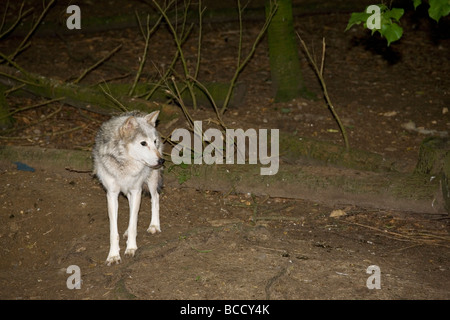 Canadian Timber Wolf canis lupus occidentalis Stock Photo