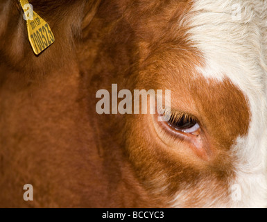 South Devon Cross cattle Stock Photo