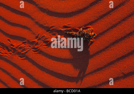 THORNY DEVIL LIZARD (Moloch horridus) crossing red rippled sand Stock Photo