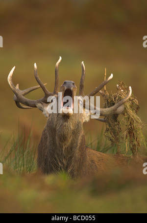 Red deer (Cervus elaphus) stag roaring during the autumnal rut. Bradgate Park. Leicestershire. UK