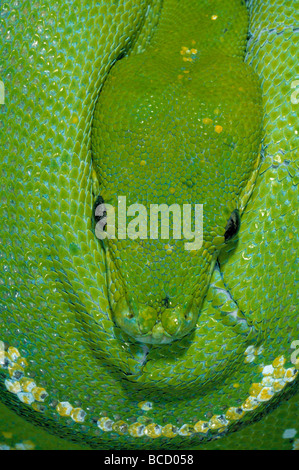 GREEN TREE PYTHON (Chondropython viridis). Rainforests. Australia. Stock Photo