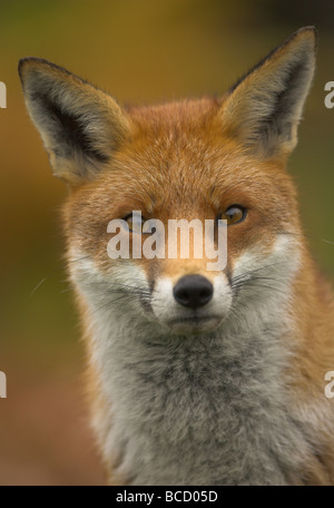 Red fox (Vulpes vulpes) closeup in autumn Stock Photo