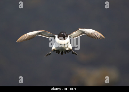 Razorbill (alca torda) adult in flight. Stock Photo