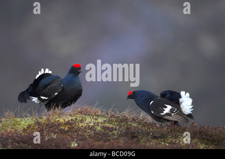 Black Grouse (Tetrao tetrix) rival males displaying to each other at dawn Stock Photo