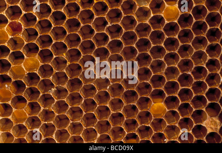 AFRICAN HONEYBEE honeycomb (Apis mellifera adansonii) Swaziland Stock Photo