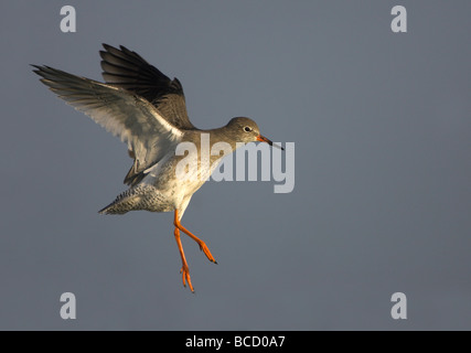 Redshank (Tringa totanus) in flight over water. Snettisham. Norfolk Stock Photo