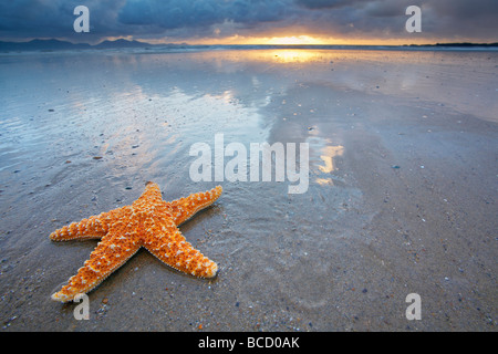 COMMON STARFISH (Asterias rubens) on beach (staged). Anglesey. Gwynedd. Wales Stock Photo