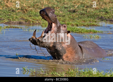 HIPPOPOTAMUS (Hippopotamus amphibius) aggressive threat display. Katavi NP. Tanzania Stock Photo