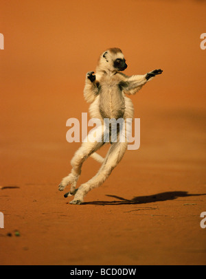 VERREAUX'S SIFAKA (Propithecus verreauxi) dancing. Madagascar Stock Photo
