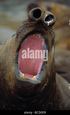 Southern Elephant Seals With Mouth Open On Beach Livingston Island ...