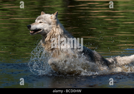 North American Grey Wolf or Timber Wolf (Canis lupus) Boundary Waters Canoe Area. Minnesota. North America. U.S.A. Captive. Stock Photo