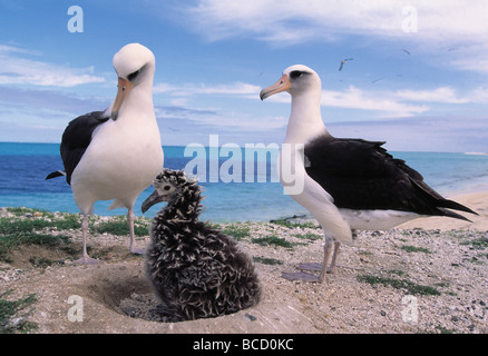 LAYSAN ALBATROSS (Diomedea immutabilis) pair with young. Midway Atoll. Hawaii. USA. February Stock Photo