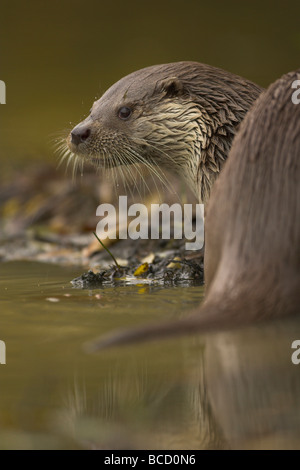 Otter (Lutra lutra) on river bank. Surrey. Captive Stock Photo