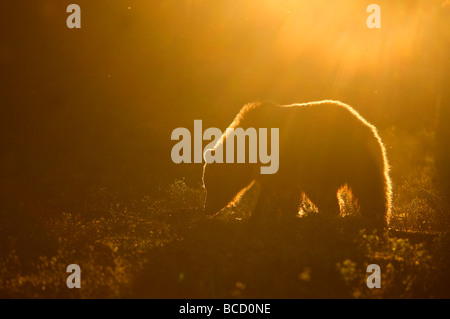 European brown bear (Ursos arctos) male feeding in boreal forest at dawn. Finland. Stock Photo