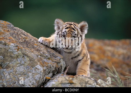 BENGAL TIGER (Panthera tigris tigris) cub on rocks (in captivity) Stock Photo