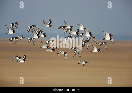 OYSTERCATCHER (Haematopus ostralegus) flock in flight. Liverpool Bay. UK. Stock Photo