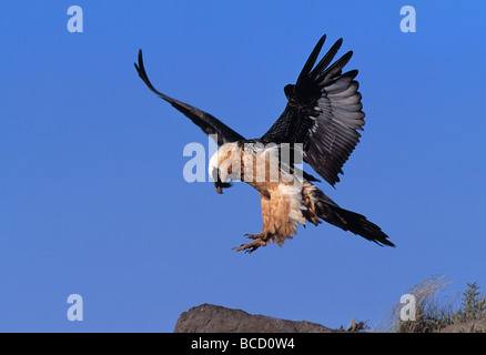 LAMMERGEIER in flight (Gypaetus barbatus). Drakensberg Mountains. South Africa Stock Photo