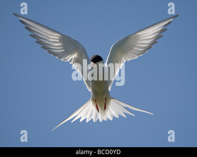 Arctic Tern in flight Stock Photo