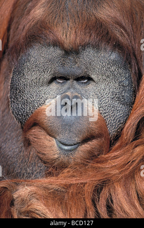 SUMATRAN ORANGUTAN male (Pongo abelii). (previously Pongo pygmaeus abelii) Stock Photo