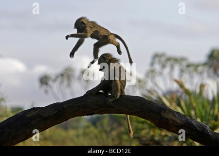 OLIVE or ANUBIS BABOON (Papio hamadryas anubis) young playing. Samburu NP. Kenya Stock Photo