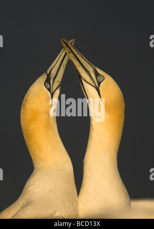 Gannet (Sula bassana) performing their courtship display ritual at their breeding colony Stock Photo